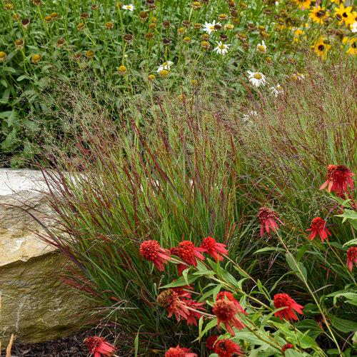 Panicum virgatum 'Cheyenne Sky' PP23209 - Prairie Winds® Cheyenne Sky Switch Grass