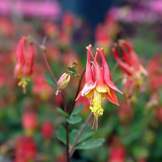 Aquilegia canadensis 'Little Lanterns' - Little Lanterns Columbine