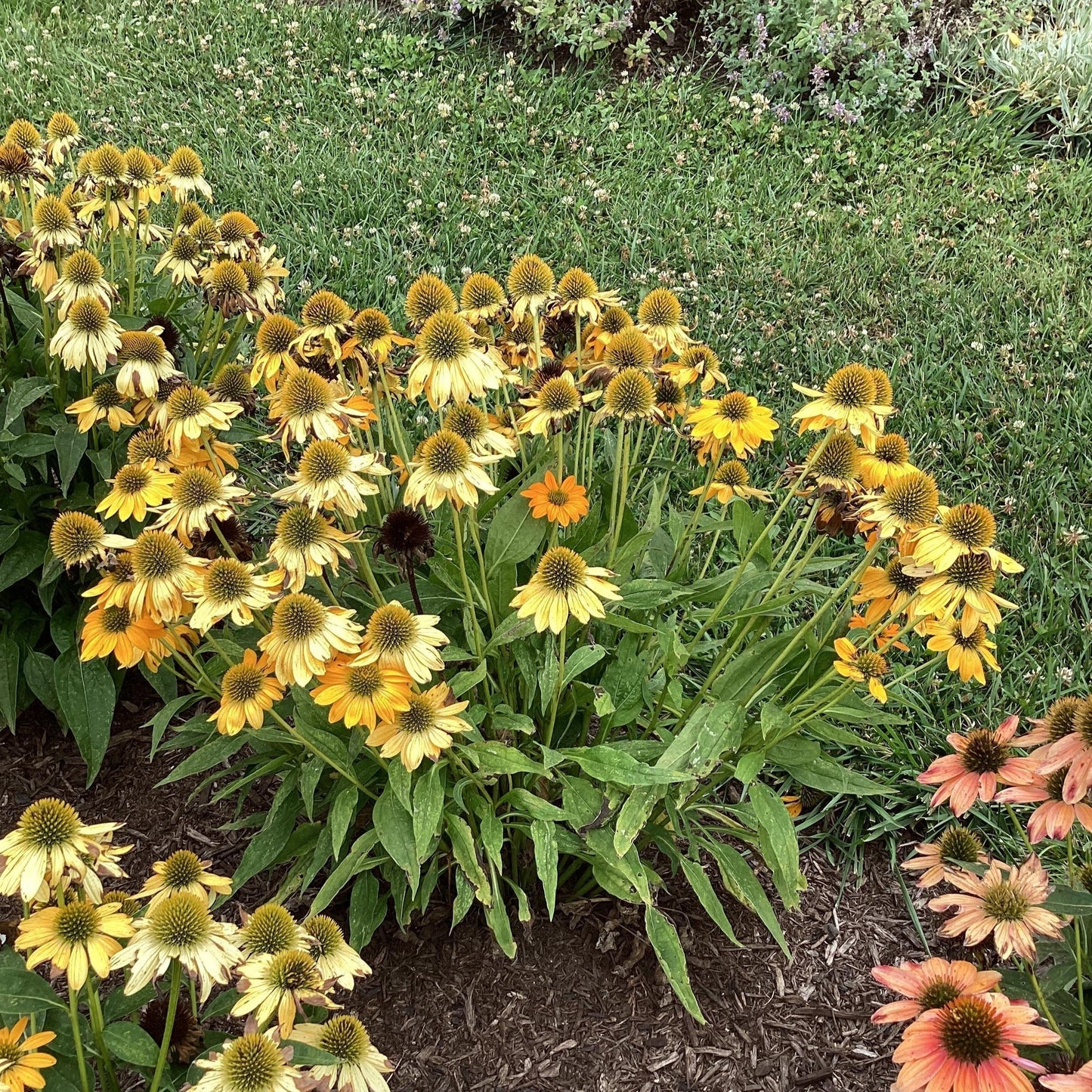 Echinacea 'PAS1303304' - Artisan™ Yellow Ombre Coneflower