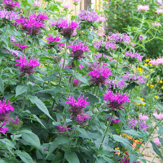 Monarda 'Rockin Raspberry' PP28752 - Sugar Buzz® Rockin Raspberry Bee Balm