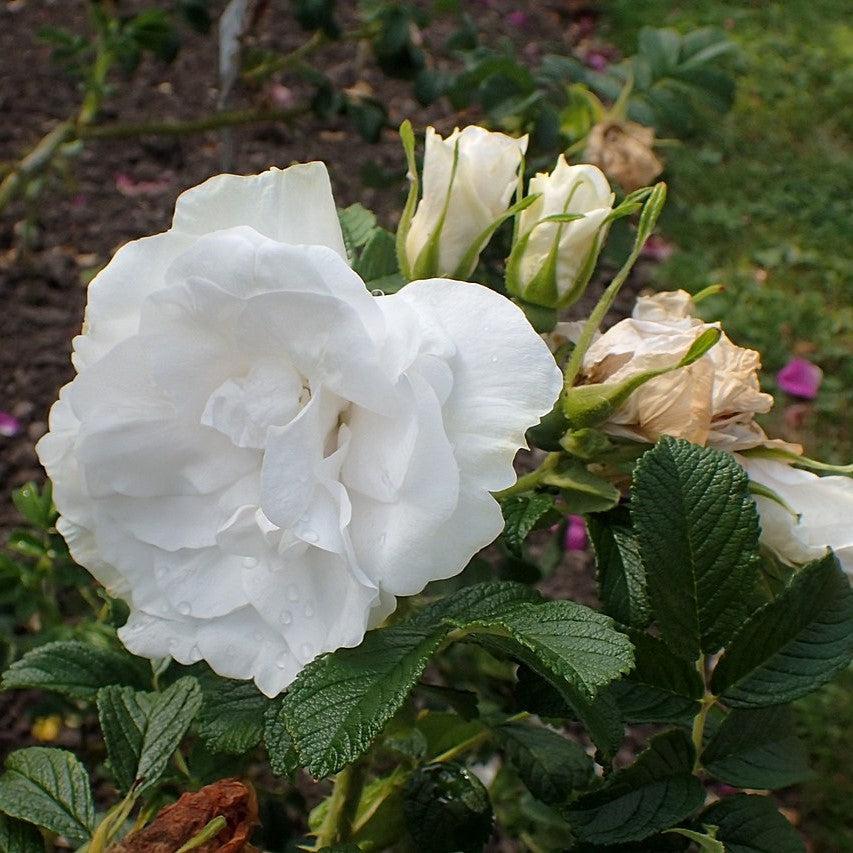 Rosa 'Blanc Double De Coubert' - Blanc Double De Coubert Rose