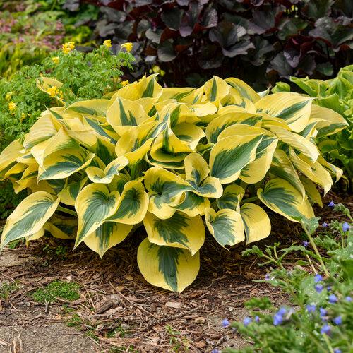 Hosta 'Autumn Frost' PP23,224 - PW® Shadowland® Autumn Frost Hosta