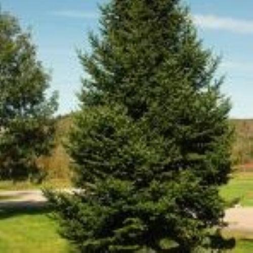 Abies balsamea - Balsam Fir