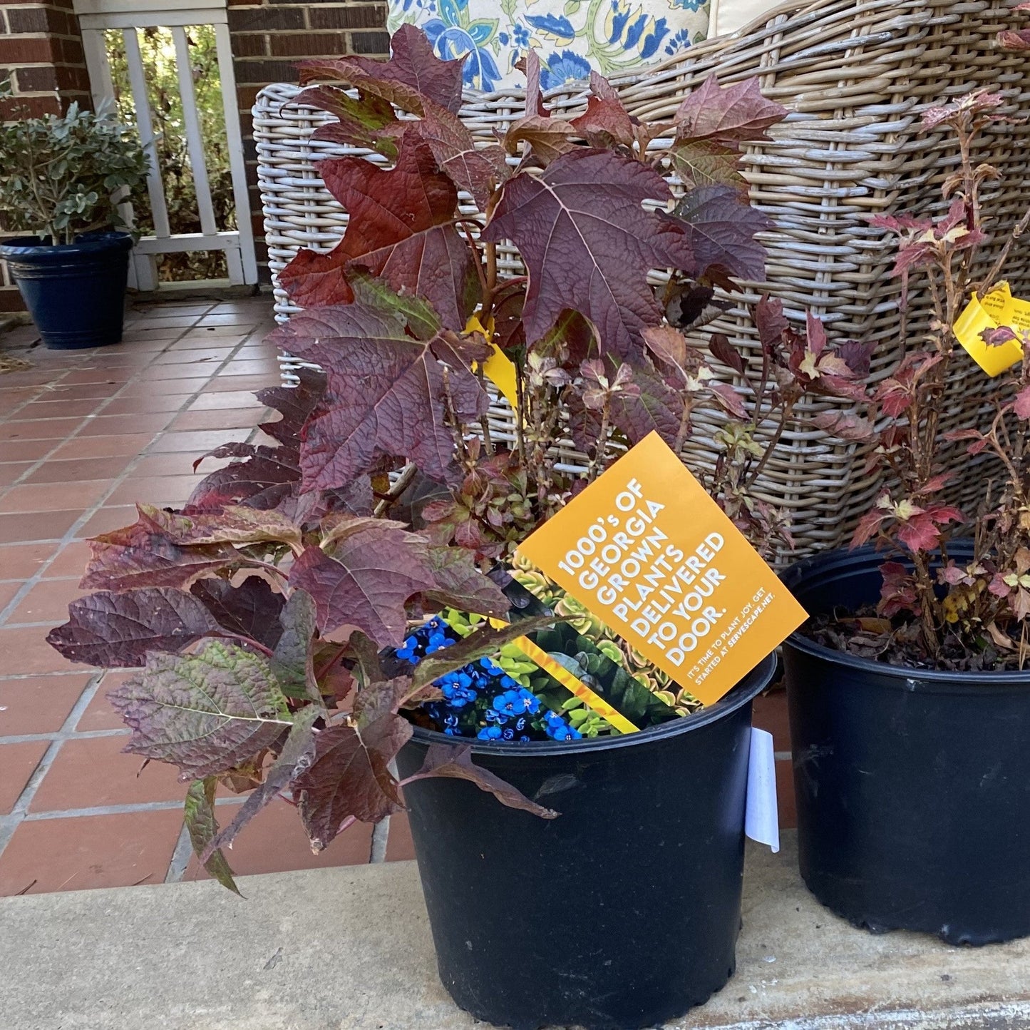 Hydrangea quercifolia 'Snow Queen' - Snow Queen Hydrangea