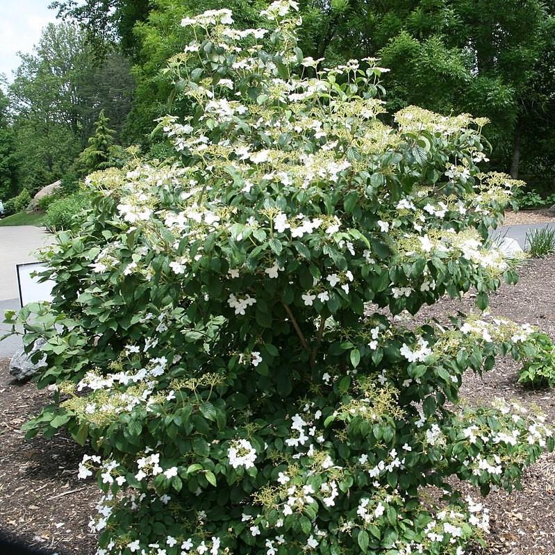 Viburnum plicatum var. tomentosum 'Summer Snowflake' - Summer Snowflake Viburnum