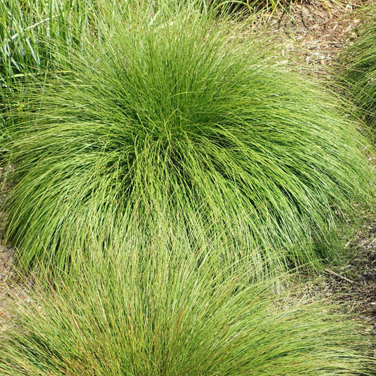 Sporobolus heterolepis - Prairie Dropseed