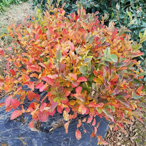 Fothergilla x intermedia 'NCFI1' USPP 34,139 - Legend of the Small® Fothergilla