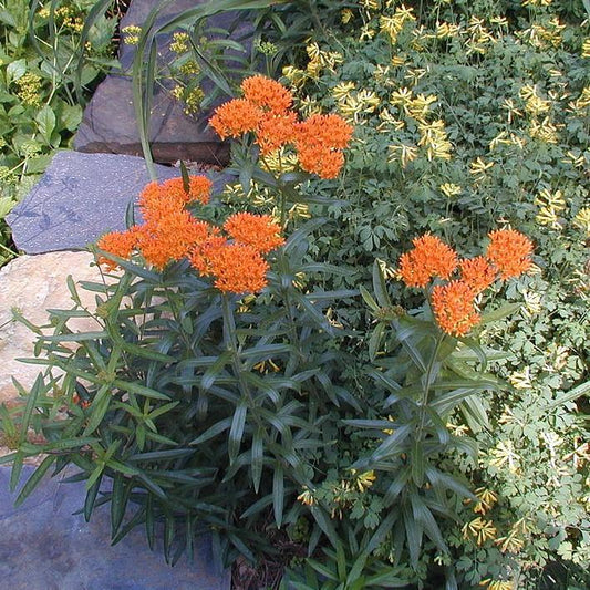 Asclepias tuberosa - Butterfly Weed