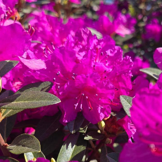Rhododendron 'PJM Elite Star' - PJM Elite Star Rhododendron