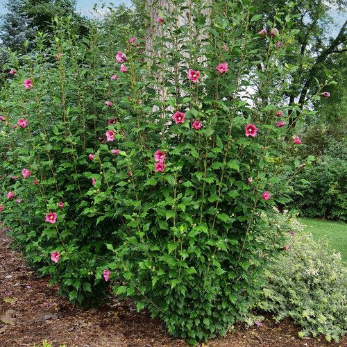 Hibiscus syriacus 'GFNHSRP' - Red Pillar® Rose of Sharon