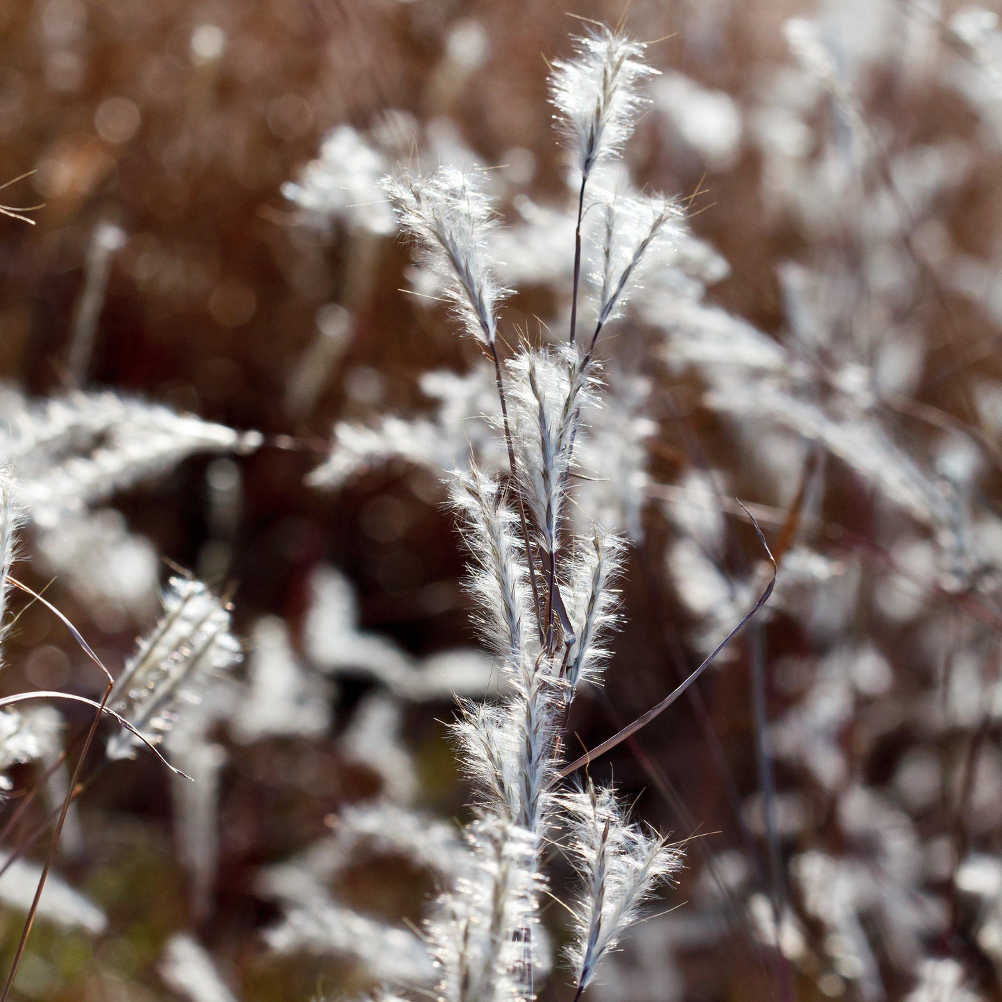 Andropogon ternarius 'Black Mountain' - Black Mountain Bluestem
