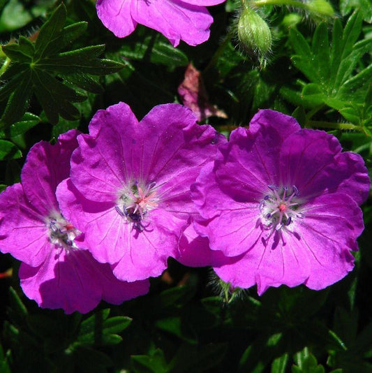 Geranium sanguineum 'Max Frei' - Max Frei Bloody Cranesbill