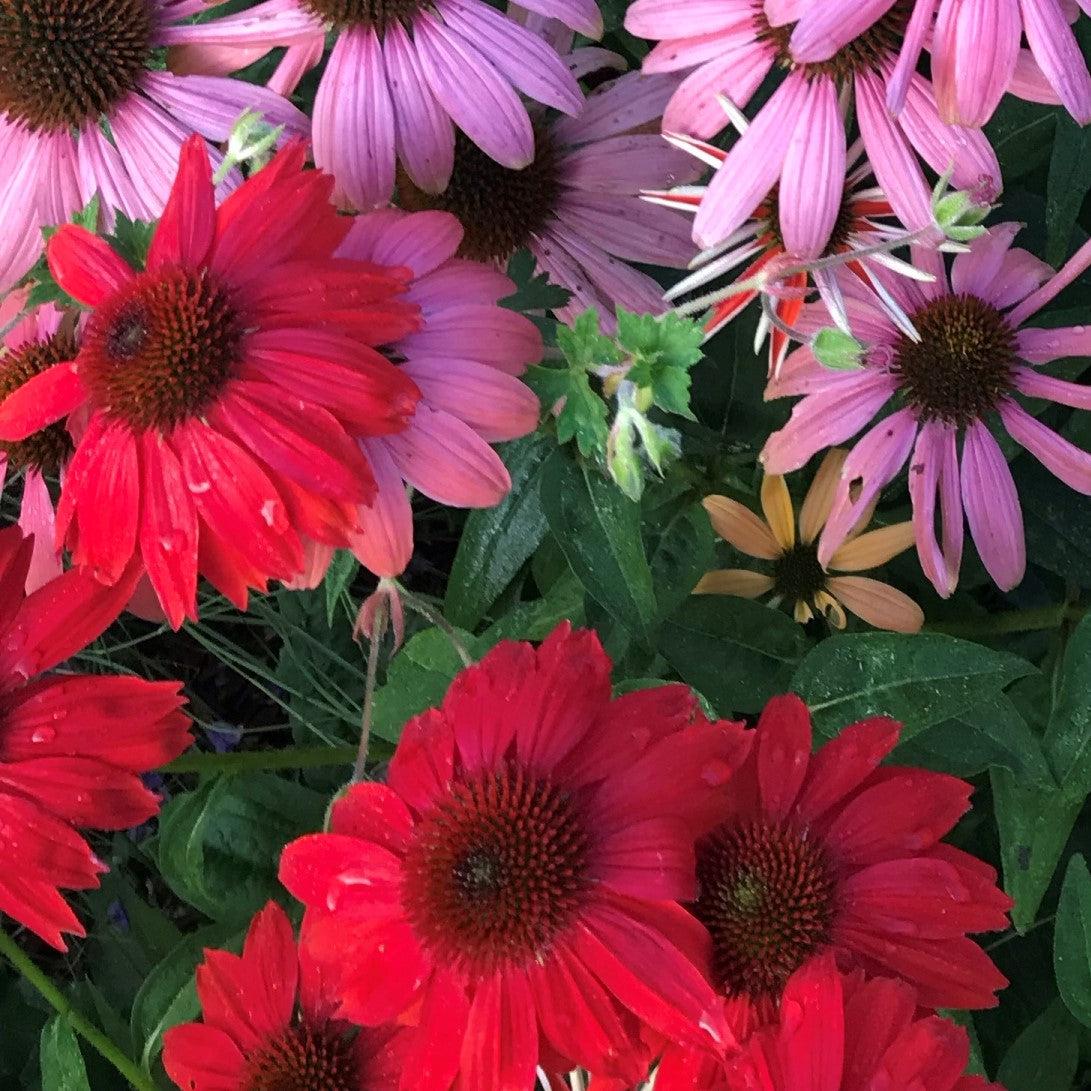 Echinacea x 'Balsomsed' PP23105 - Sombrero® Salsa Red Coneflower