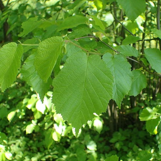 Corylus americana - Hazelnut, American Filbert