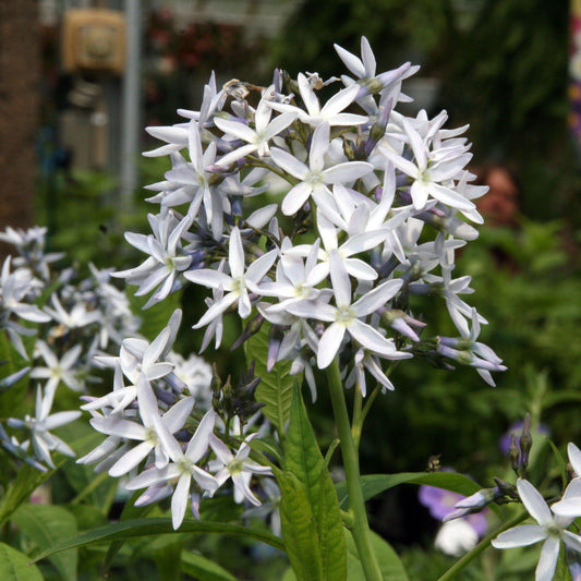 Amsonia hubrichtii - Threadleaf Blue Star, Arkansas Blue Star
