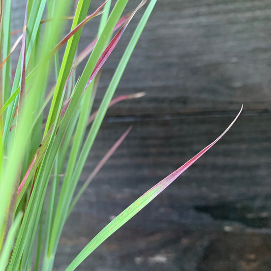 Schizachyrium scoparium 'Standing Ovation' - Standing Ovation Little Bluestem