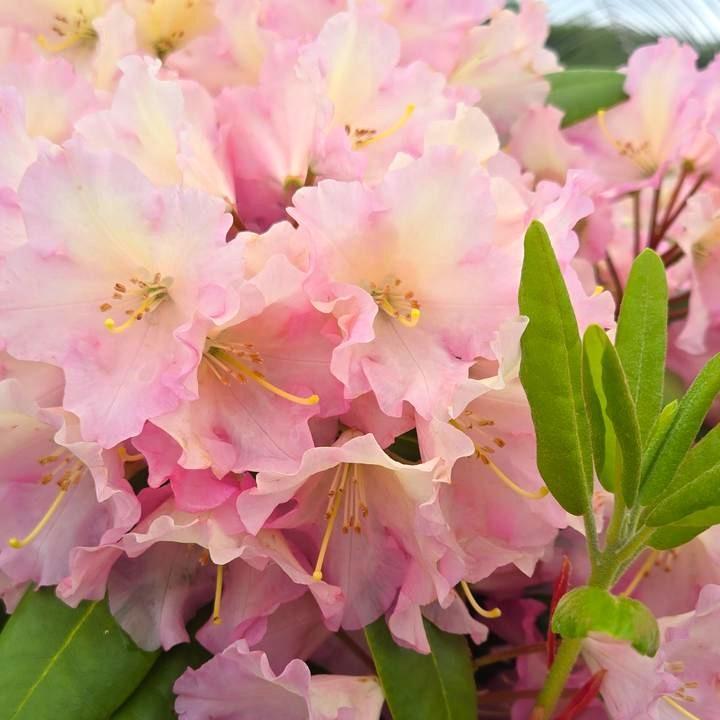 Rhododendron 'Hoopla' - Hoopla Rhododendron