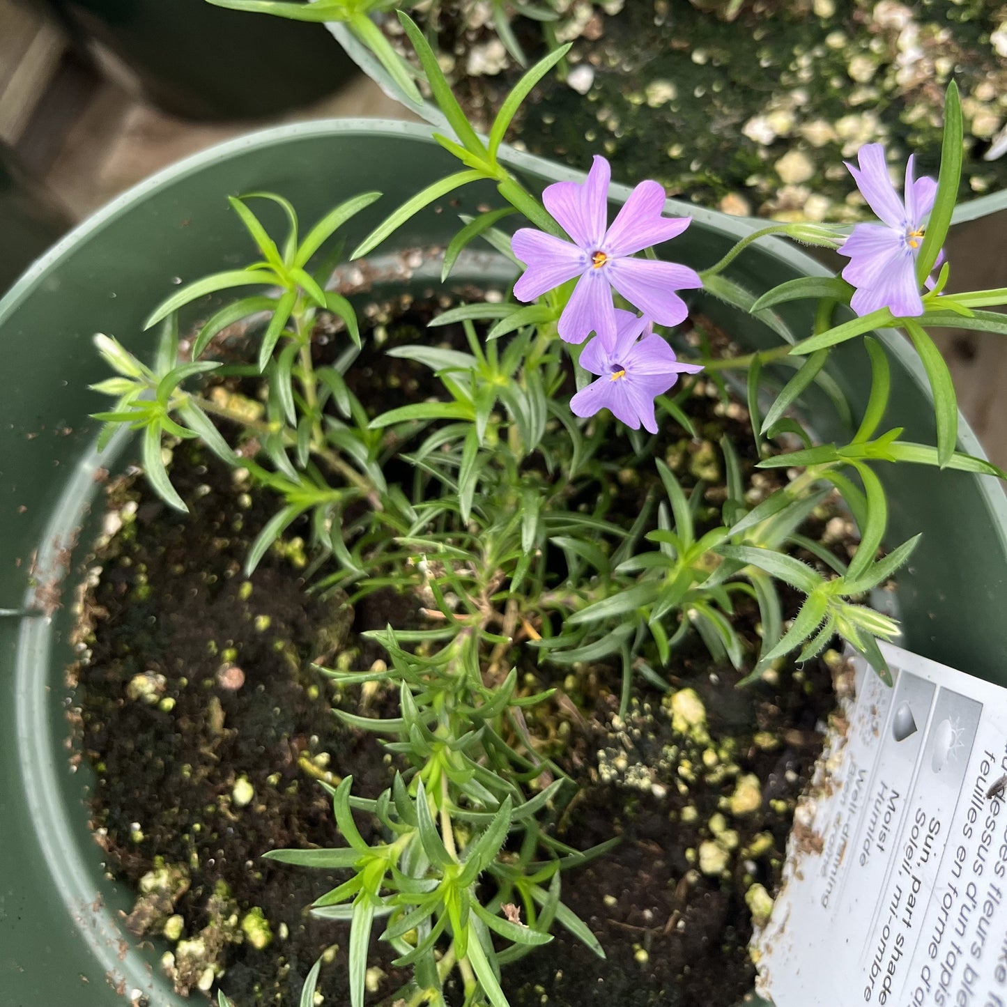 Phlox subulata 'Emerald Blue' - Emerald Blue Creeping Phlox