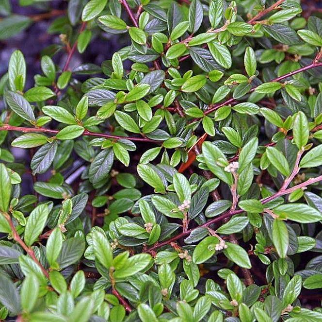Cotoneaster sal. 'Repandens' - Willowleaf Cotoneaster