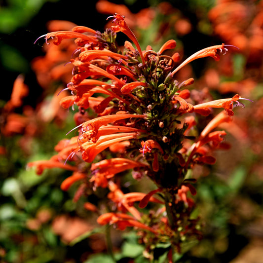 Agastache ‘Kudos Mandarin’ - Kudos™ Mandarin Hummingbird Mint, Hyssop