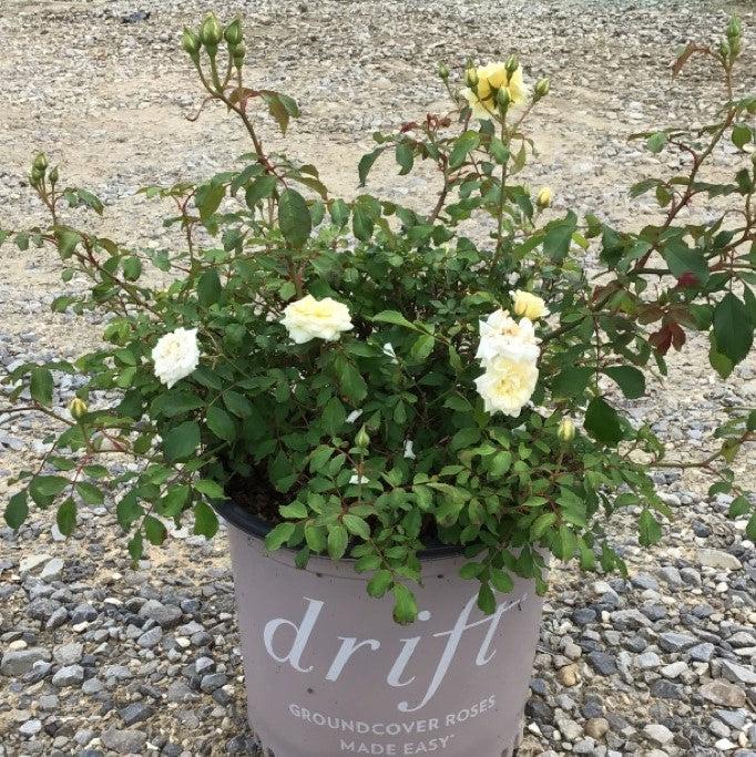 Rosa 'Meizorland’ PP#28,054 - White Drift® Rose