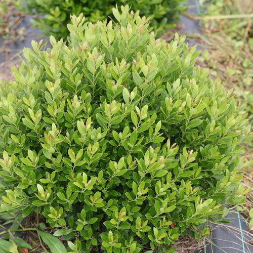 Ilex glabra 'ILEXFARROWTRACEY' - Strongbox® Inkberry Holly