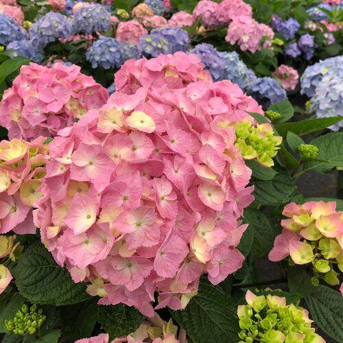 Hydrangea macrophylla × serrata 'SMNHSME' - Let's Dance® Sky View® Hydrangea