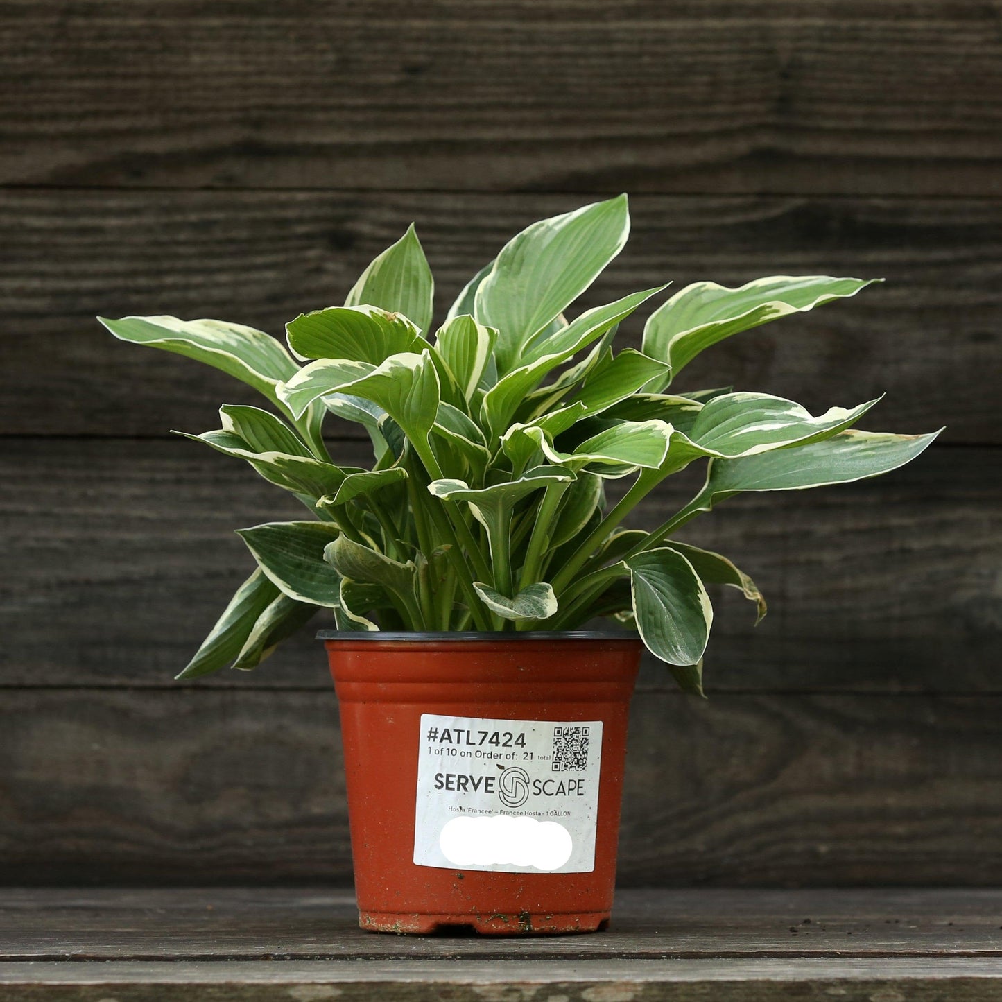 Hosta 'Francee' - Francee Hosta