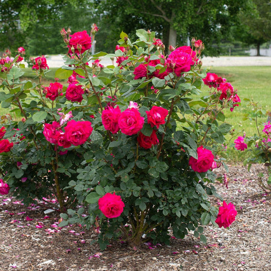 Rosa 'Meithatie' PP 30,860 - Bloomables® Sweet Spirit™ Rose