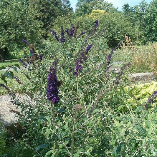 Buddleia 'Black Knight' - Black Knight Butterfly Bush