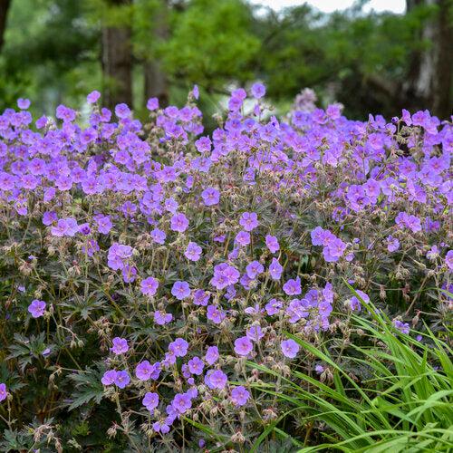 Geranium pratense 'Boom Chocolatta' - Boom Chocolatta Cranesbill