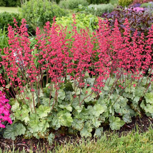 Heuchera 'Dolce Spearmint' PP31281 - Dolce® Spearmint Heuchera