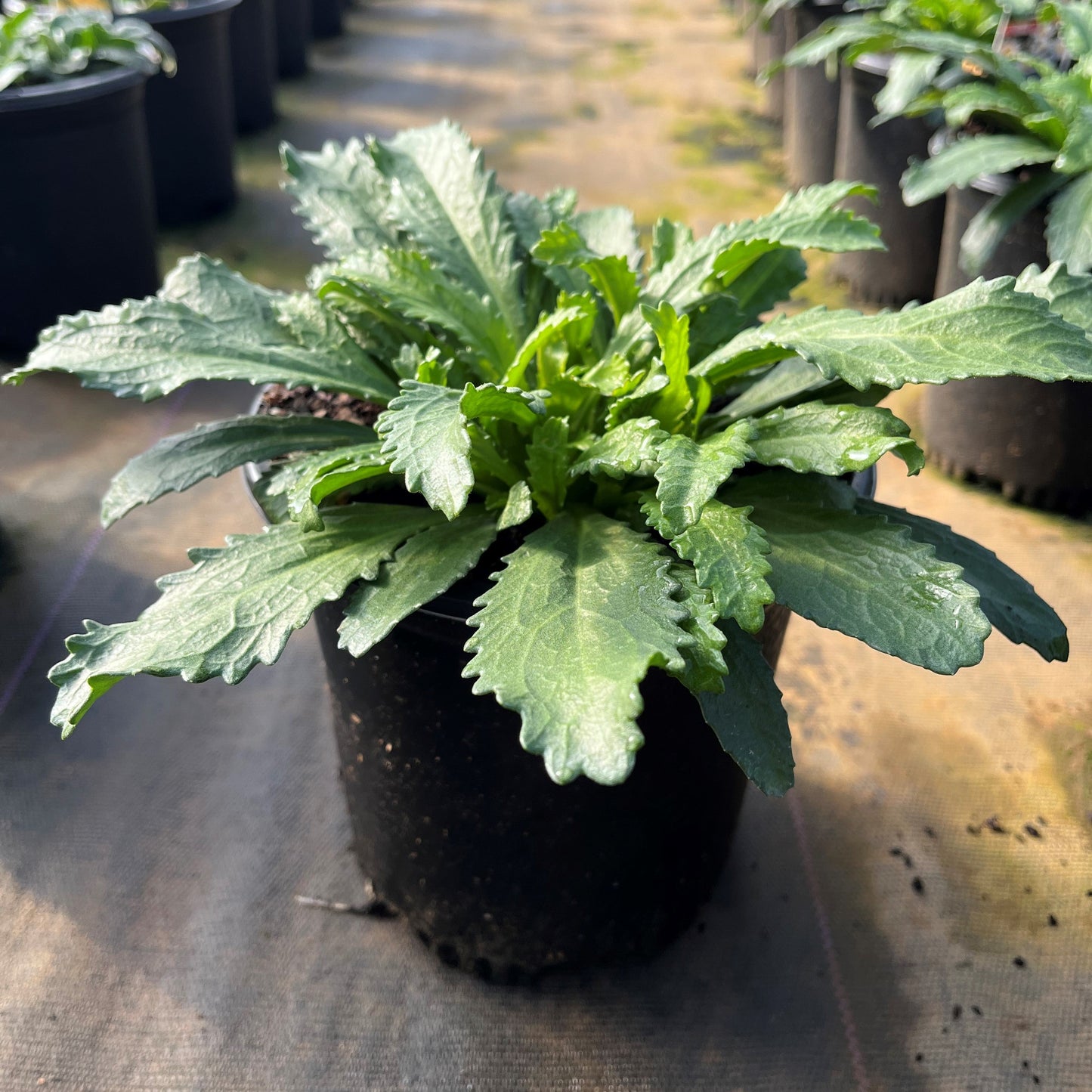 Leucanthemum x superbum 'Snowcap' - Snowcap Shasta Daisy