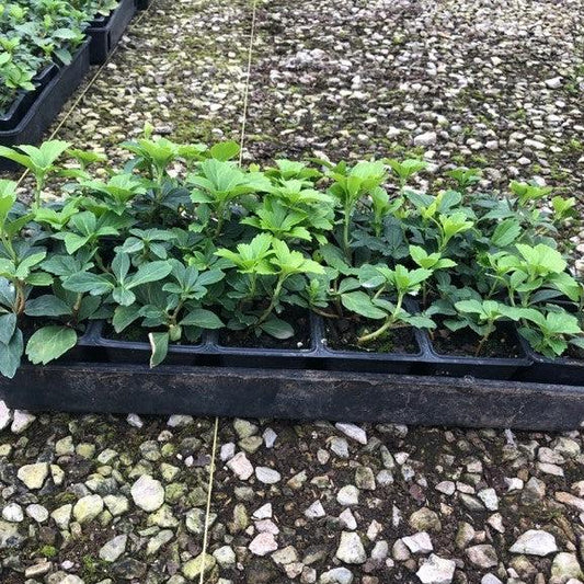 Pachysandra terminalis - Japanese Spurge