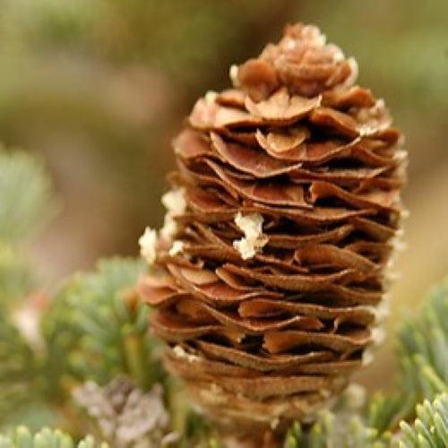 Abies balsamea - Balsam Fir