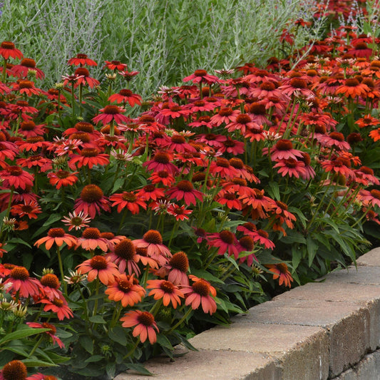 Echinacea 'PAS1257973' - Artisan™ Red Ombre Coneflower