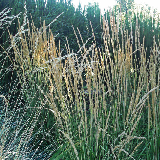 Calamagrostis x acutiflora 'Avalanche' - Avalanche Feather Reed Grass