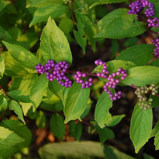 Callicarpa dichotoma 'Early Amethyst' - Early Amethyst Beautyberry