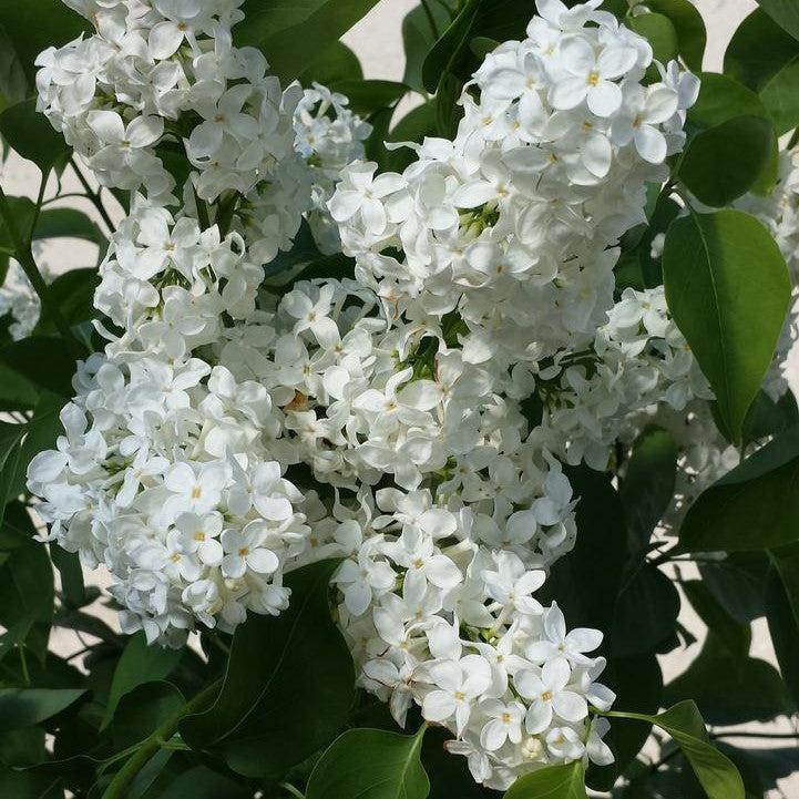 Syringa vulgaris 'Primrose' - Primrose Lilac