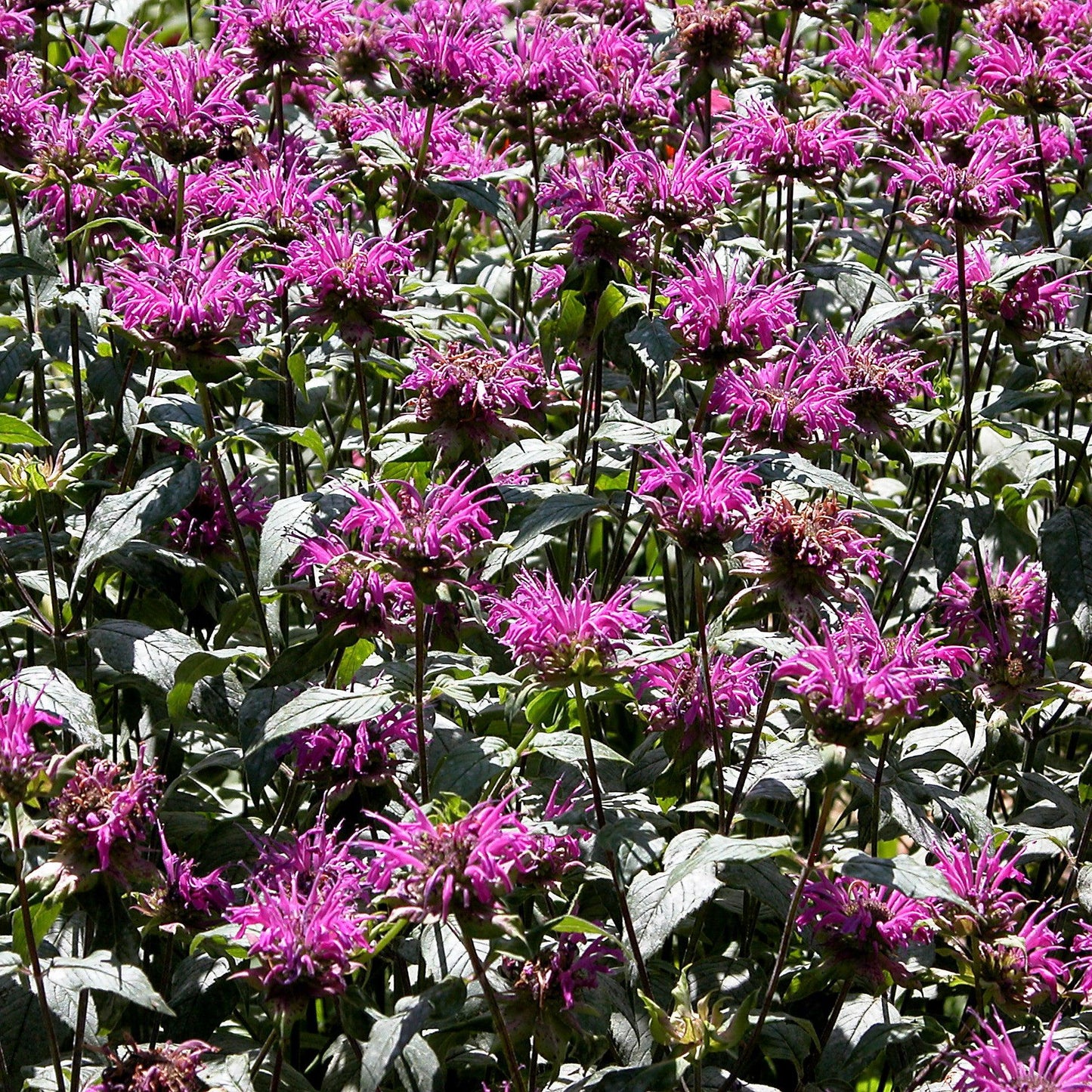 Monarda 'Rockin Raspberry' PP28752 - Sugar Buzz® Rockin Raspberry Bee Balm