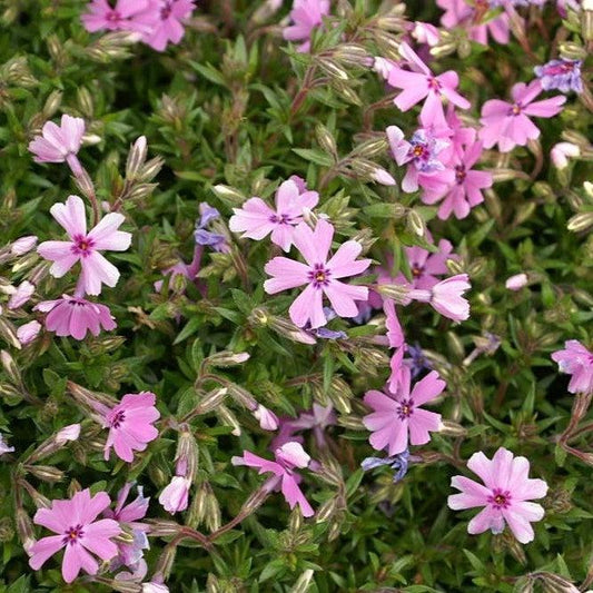 Phlox subulata 'Fort Hill' - Fort Hill Creeping Phlox
