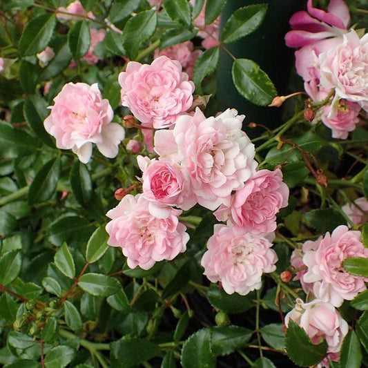 Rosa 'The Fairy' - The Fairy Rose