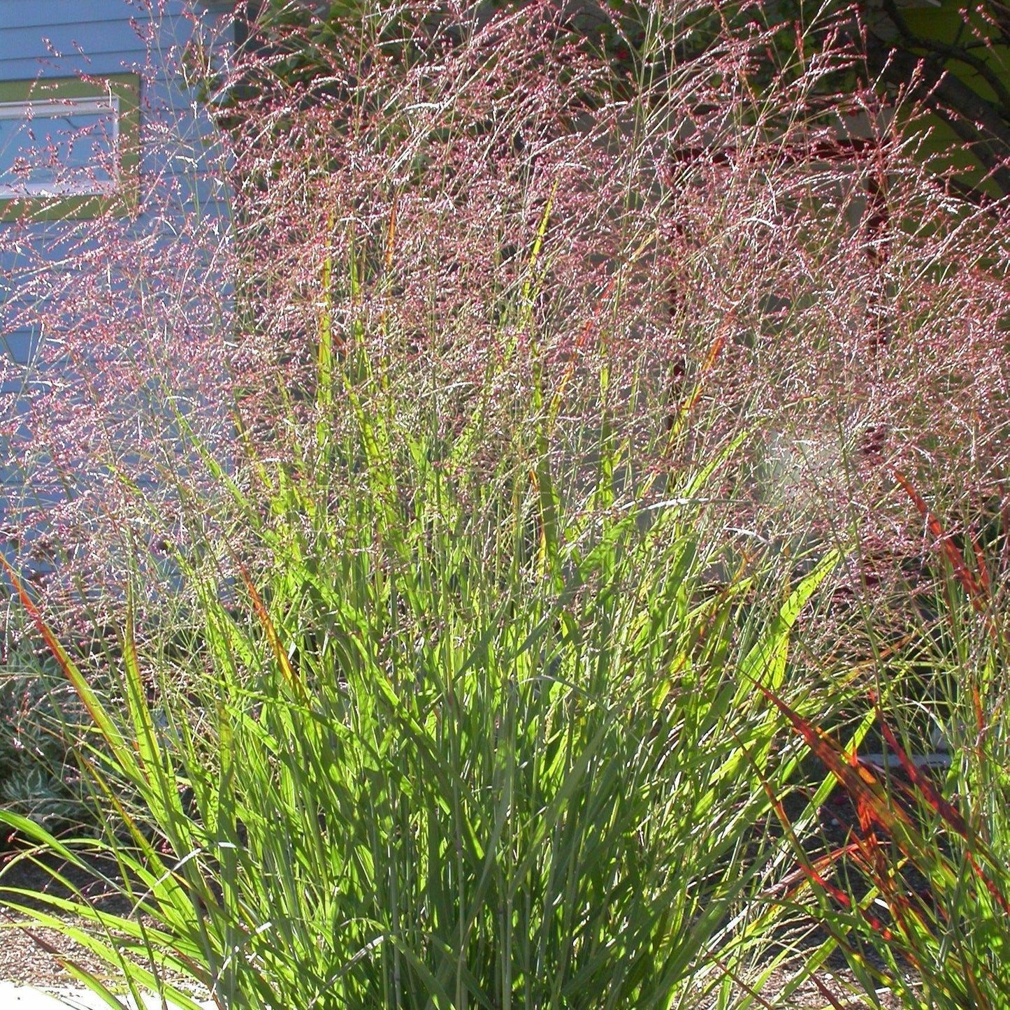 Panicum virgatum 'Red Flame' - Red Flame Switch Grass