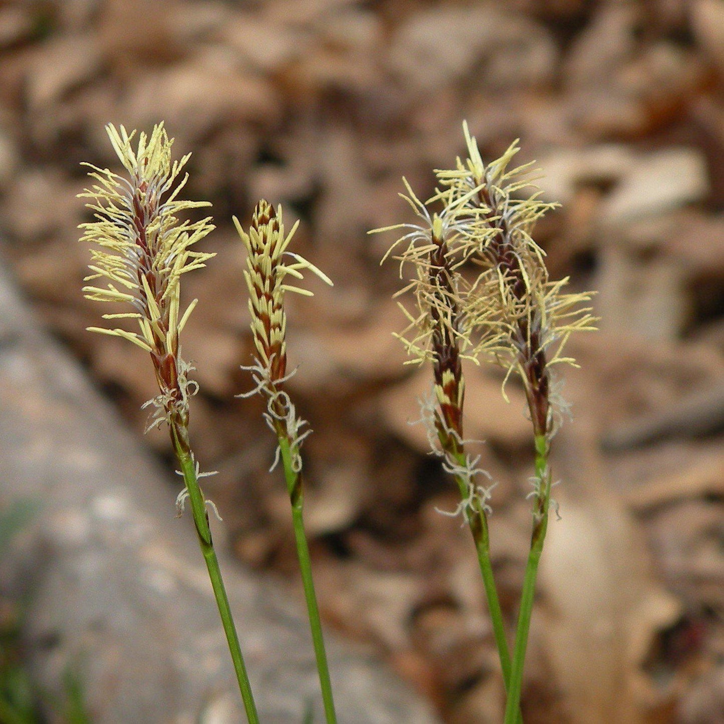Carex pensylvanica - Pennsylvania Sedge