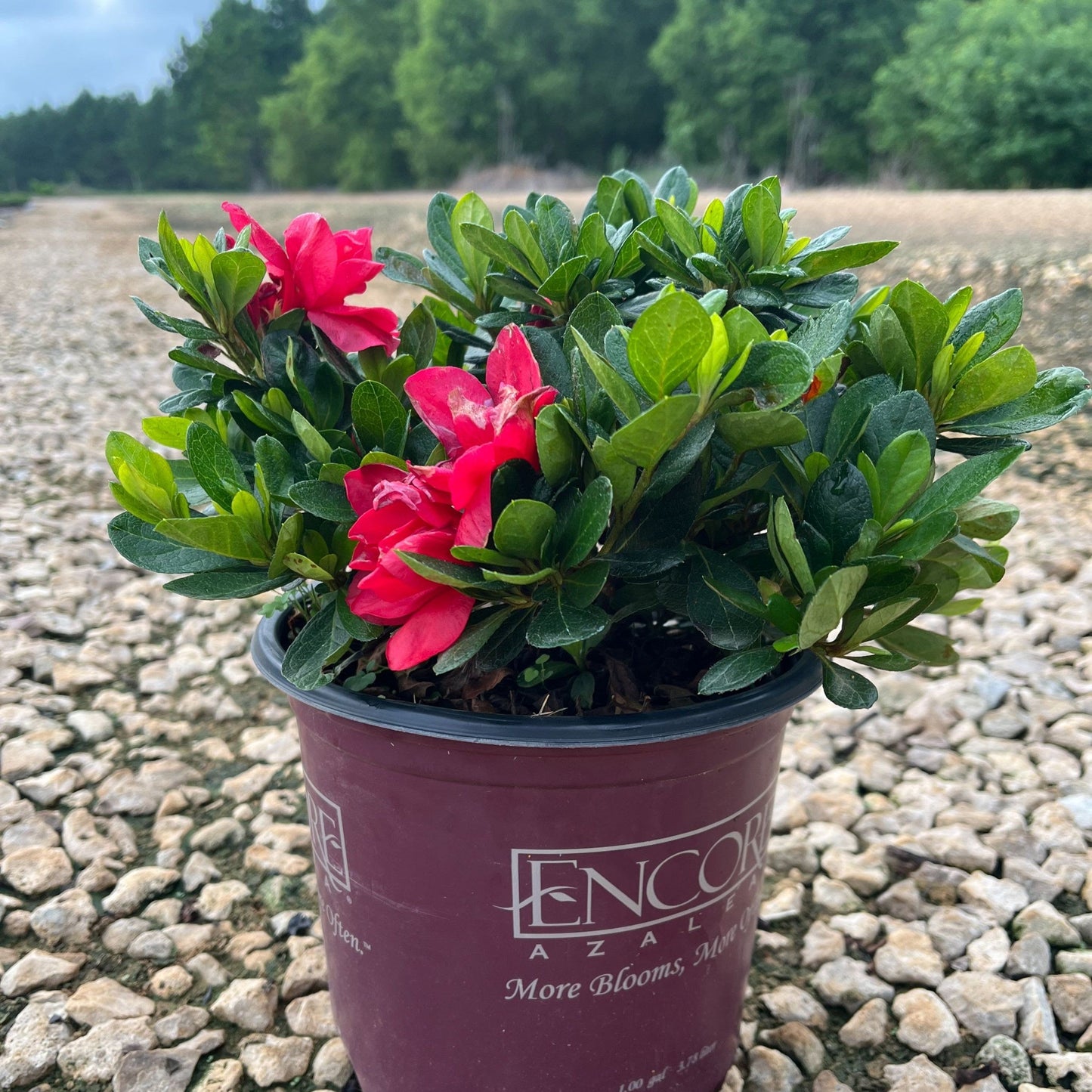 Rhododendron ‘Robleza’ - Encore® Autumn Bonfire™ Azalea