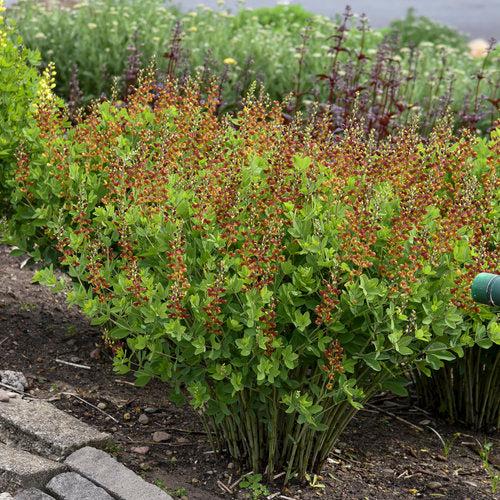 Baptisia 'Cherries Jubilee' - Decadence® Cherries Jubilee Baptisia