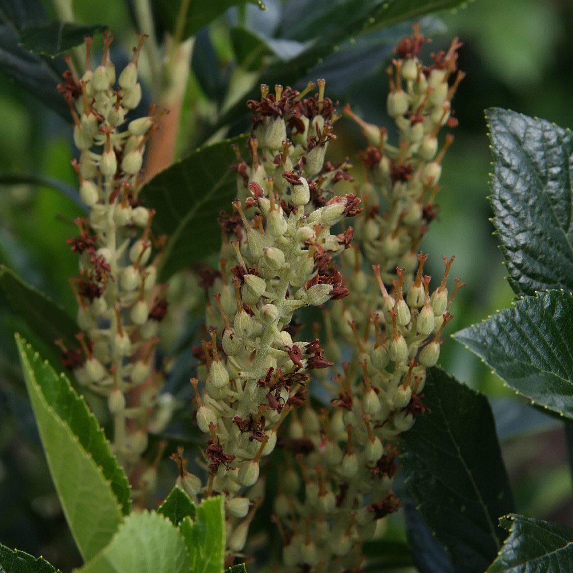 Clethra alnifolia 'Sixteen Candles' - Sixteen Candles Summersweet