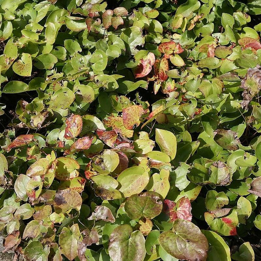 Epimedium versicolor 'Sulphureum' - Sulphureum Bishop's Hat
