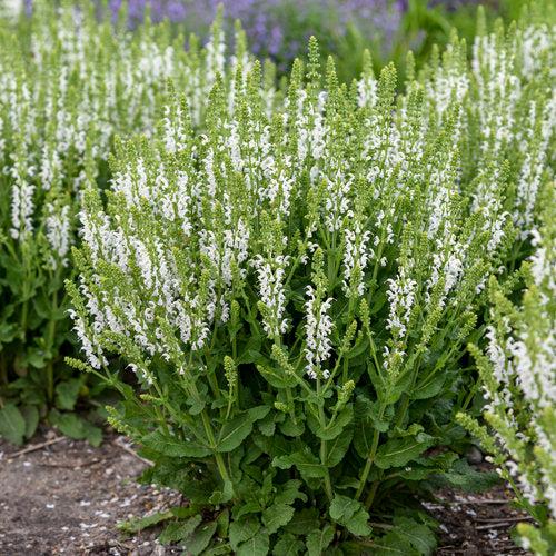 Salvia nemorosa ‘White Profusion’ - White Profusion Meadow Sage