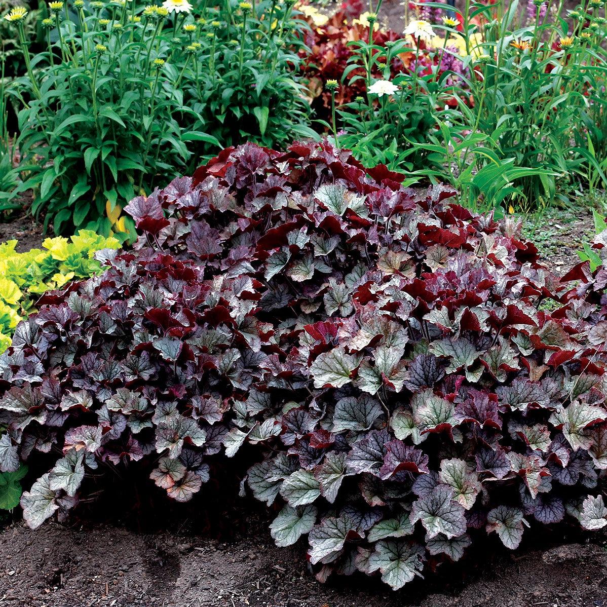 Heuchera x 'TNHEUNES' PP29632 - Northern Exposure™ Silver Heuchera